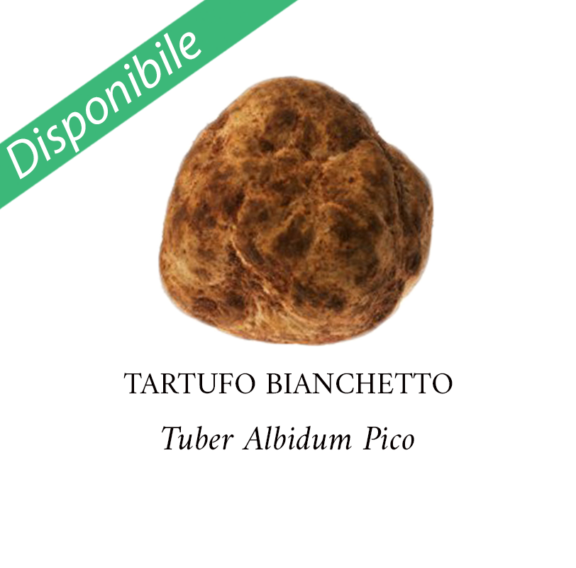 Tartufo Bianchetto o Marzuolo