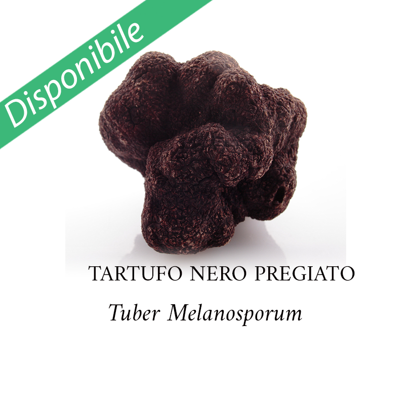 Tartufo Nero Pregiato Fresco