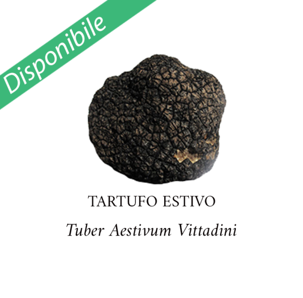 Tartufo-Estivo-Disponibile-812-800