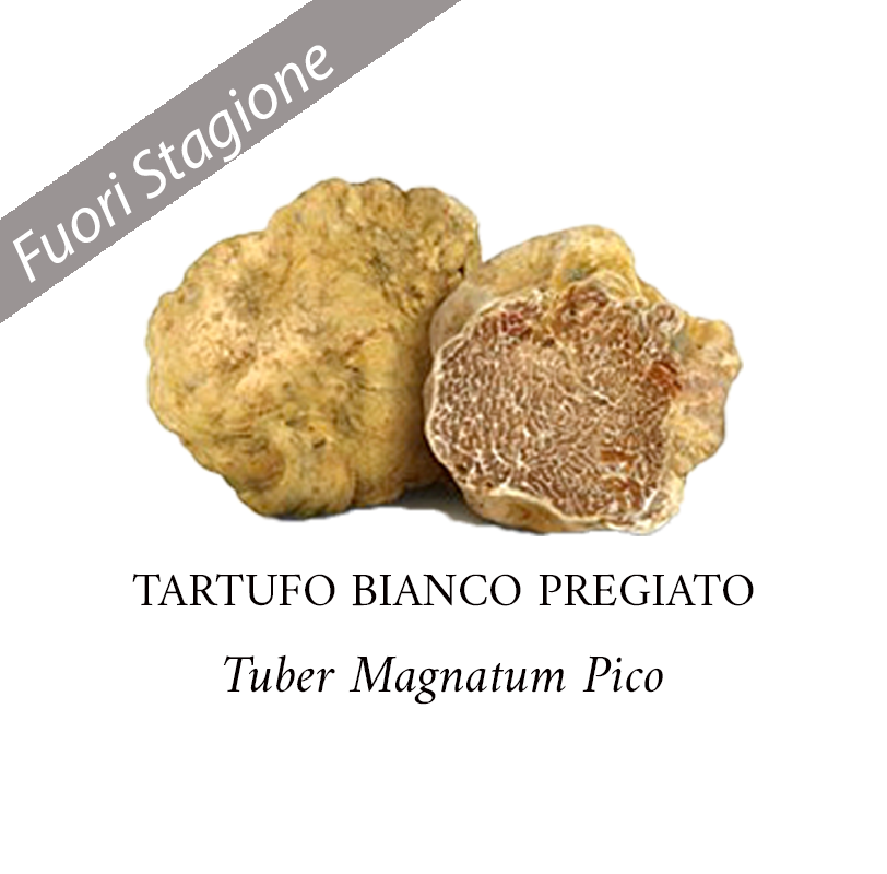 Tartufo Bianco Pregiato