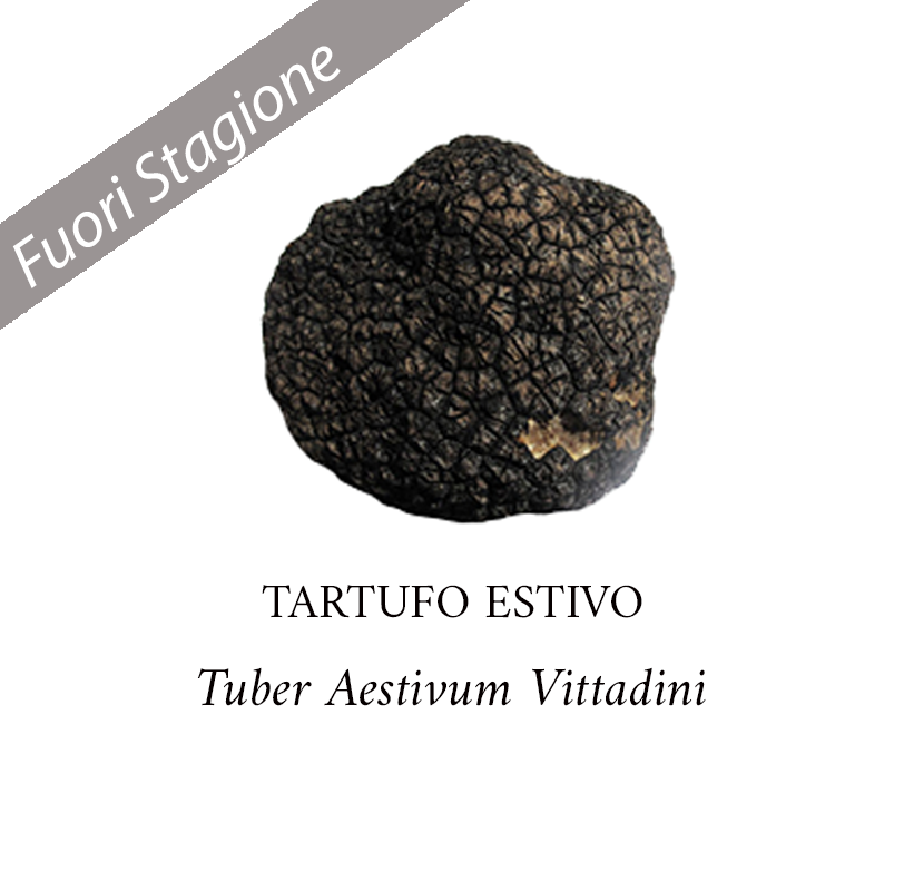 Tartufo Nero Estivo o Scorzone