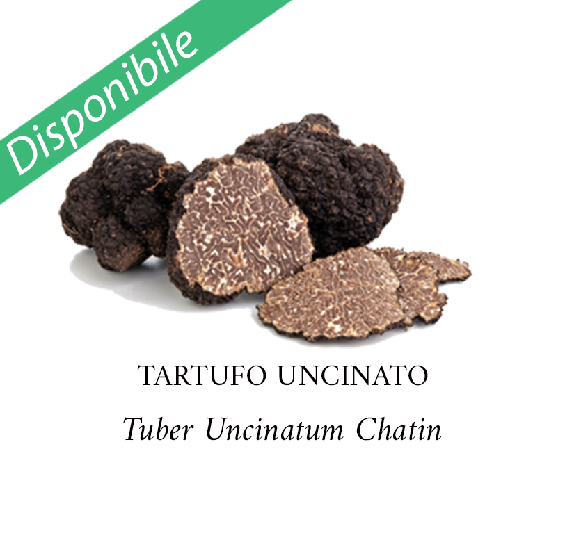 Tartufo-Uncinato-Disponibile-812-800